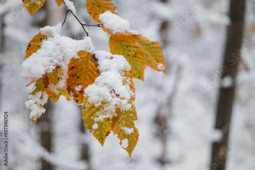 Autumn leaves snowy covering lie in cold forest. Frozen leaf tree. Icy foliage in snow. Deciduous autumn landscape. Freeze branche leaves under snowing cover in winter park. Chill field ice leaf.