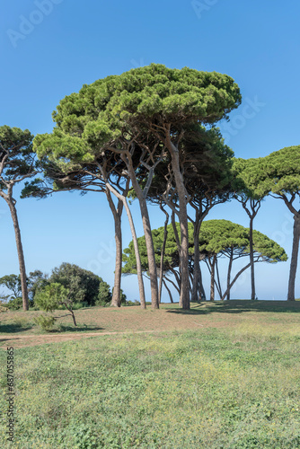 maritime pines little grove on shore at Baratti gulf, Italy
