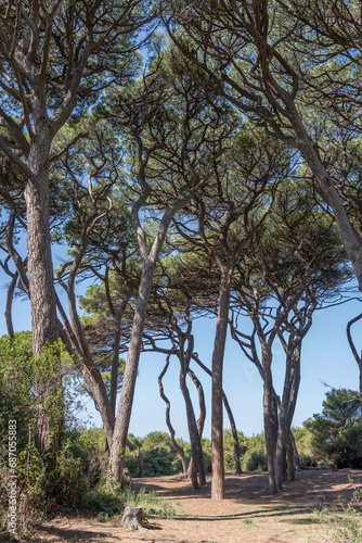 maritime pine grove branches tangle on shore at Baratti gulf, Italy