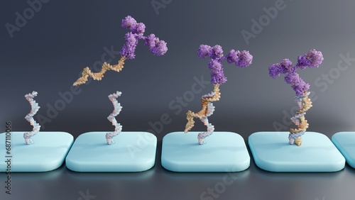 Antibody-oligonucleotide conjugates or AOC use in antibody arrays; 3d rendering