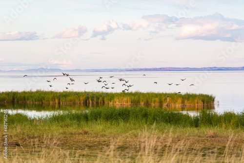 The flying birds on the lake Har Us Nuur, Mongolia.