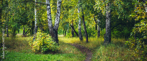 Scenic autumn forest landscape in golden morning light. Beautiful trees with orange foliage in sunny park. Yellow autumn leaves on footpath in sunlight. Idyllic forest scene. Colorful fall view.