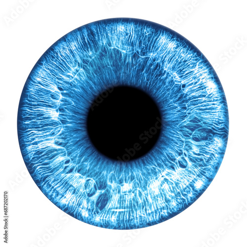 Blue eye iris - human eye