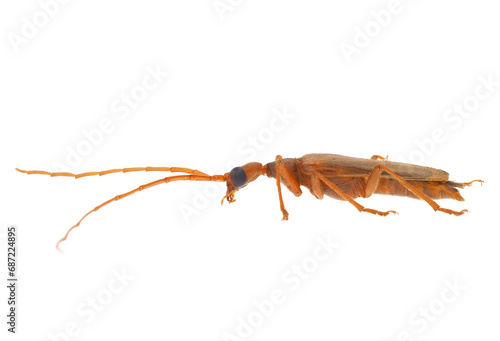 False blister beetle isolated on white background, Nacerdes carniolica