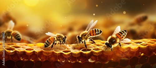 Bees transform nectar into honey and store it in honeycombs.