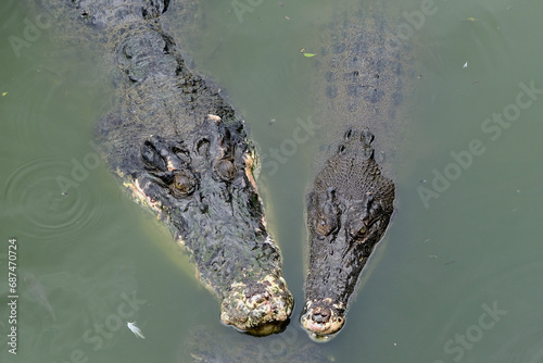 Saltwater crocodile floating in green swamp water showing its head