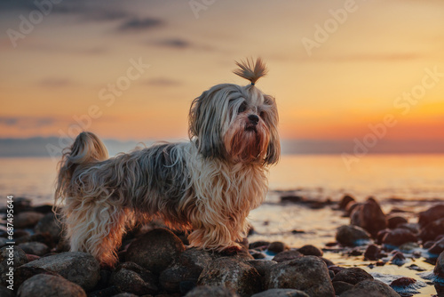Shih-tzu dog standing on rocky lake shore at sunset