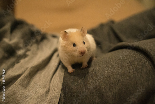 Syrian hamster runs along the legs of a man in gray pants