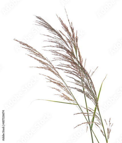 Cane, reed seeds isolated on white background, clipping path