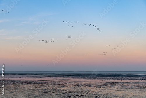 Sunset view over mudflats on the island of Texel in the Netherlands during low tide with flocks of birds flying in V shape formation against an orange coloring sky and reflection in water