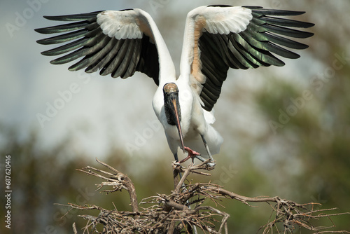Wood Stork, Mycteria americana, Florida, nesting, 