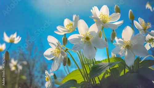 spring forest white flowers primroses on a beautiful blue background macro blurred gentle sky blue background floral nature background free space for text romantic soft gentle artistic image