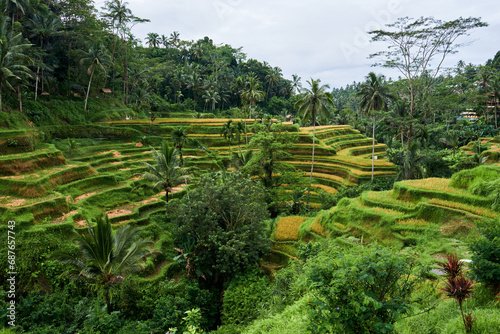 rice terraces in bali
