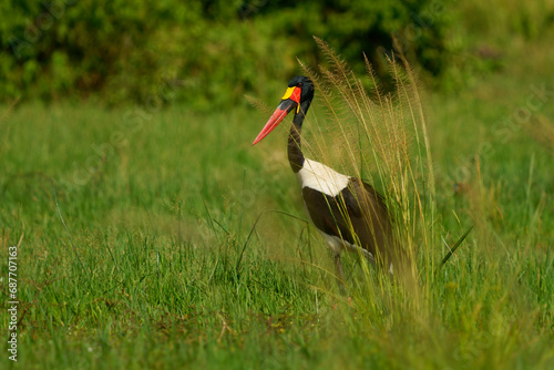 Saddle-billed Stork - Ephippiorhynchus senegalensis or saddlebill, wading bird in stork in Ciconiidae, black and white back and red and yellow head. Portrait in green habitat in Africa