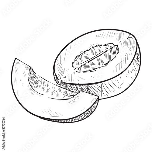 melon handdrawn illustration