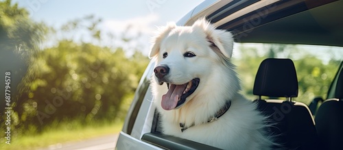 Car travel with cute white maremma sheepdog wearing harness.