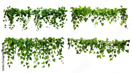 Collection of PNG. Green leaves Javanese treebine or Grape ivy. Jungle vine hanging ivy plant bush isolated on a transparent background.