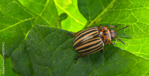 The Colorado potato beetle (Leptinotarsa decemlineata) - pest of potatoes and tomatoes