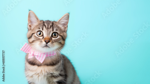 kitten on plain blue background wearing a pink gingham bowtie