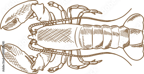 Hand Drawn Illustration Of Lobster