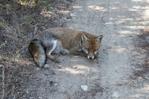 fox sleeping in shadow on dirt path in pine grove, Italy