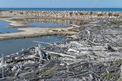shore with stone dam and large heaps of dry wood, Marina di Alberese, Italy