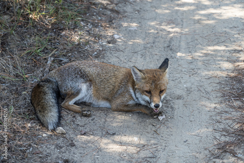 fox resting in shadow on dirt path in pine grove, Italy