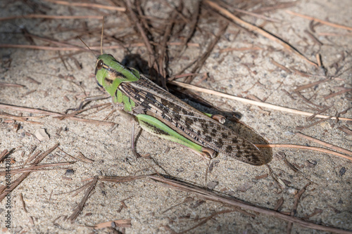 locust on dirt path in pine grove, Italy