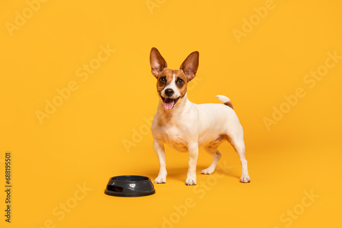 Jack Russell Terrier by bowl on yellow