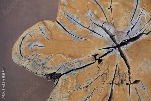 Textura tronco de madera, corte transversal