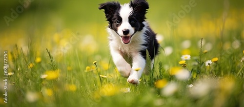 Young border collie puppy playing in green meadow