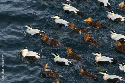 Common eider (Somateria mollissima)