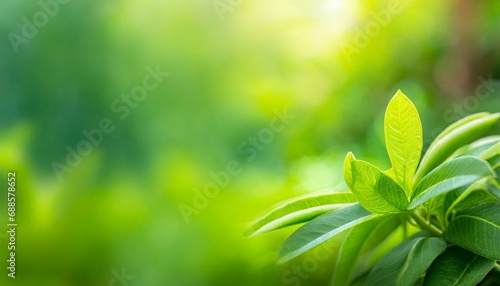 nature green blurred soft green garden in background panoramic nature freshness plants background wallpaper concept