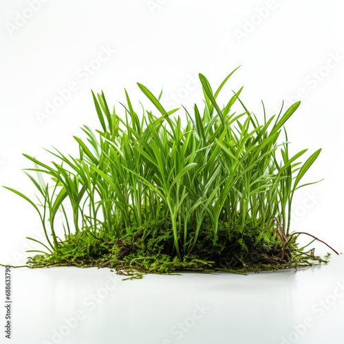 grass in solid white background