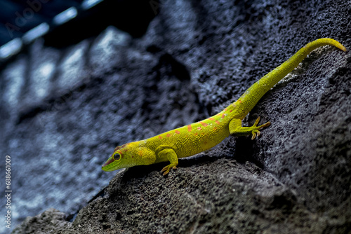 Gecko Géant de Madagascar à la Réserve africaine de Sigean