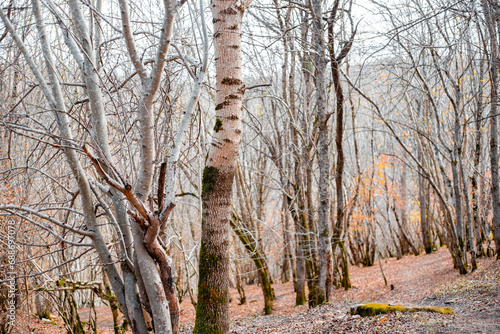 Bare leafless forest on a mountainside on an autumn day. Travel and tourism