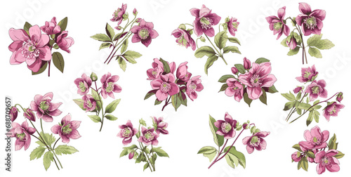 set of illustration of hellebore. spring flower bundle hellebores. isolated on a transparent background.