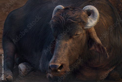 Murrah Buffalo Head - Water Buffalo (Bubalus bubalis)