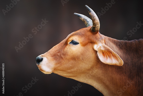 Cow head with horns (Bos taurus)