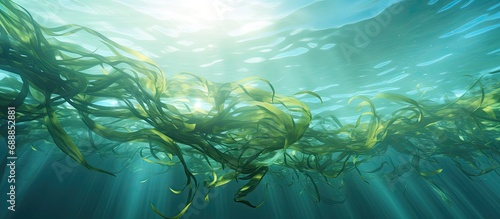 oceanic kelp strands