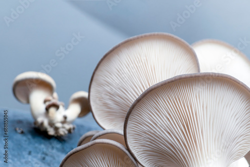 Oyster mushroom close-up. Growing eco food. Delicious fresh mushrooms.