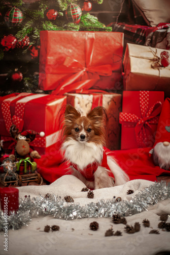 Mały pies na sesji świątecznej w sweterku i prezentami.