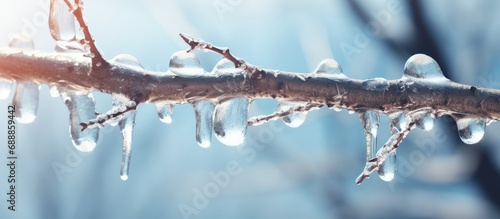 March tree branch melts as spring icicle background.