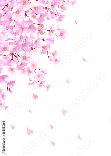 桜と舞い散る花びらのフレーム 桜吹雪 飾り枠 素材 お花見 入学 卒業 入園 卒園 ひな祭り ひなまつり 白背景 白バック 縦長