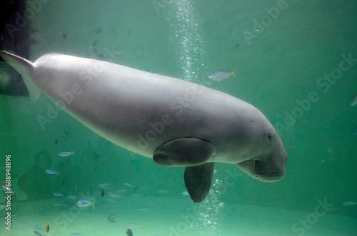 Dugong