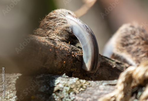 Close-up of a sloth's claws on a tree