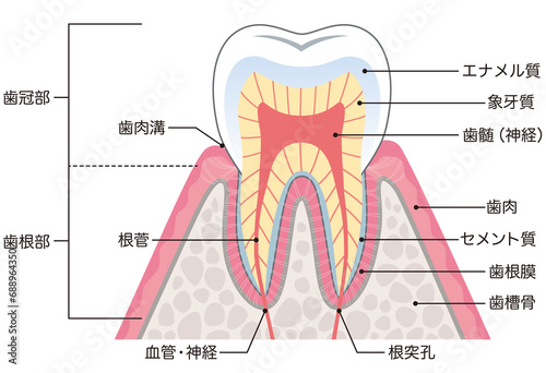 歯の構造 断面図