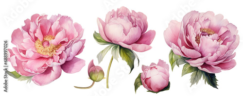 set of pink peonies flowers. realistic watercolor drawing. delicate illustration