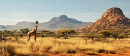 Giraffe panorama in African Savannah with geological butte Entabeni Safari Reserve South Africa Copy space image Place for adding text or design