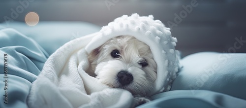 Cute dog resting after surgery wearing special suit and recovering with love and care Copy space image Place for adding text or design